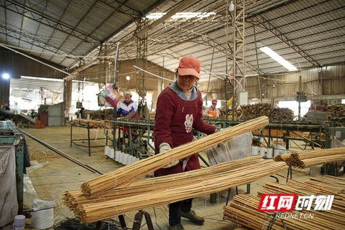 小竹子撬動大產業(yè) 日用雜品的綠色革新